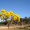 Ipê-Amarelo (Tabebuia alba), symbol tree of Brazil