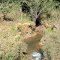 RPPN Fazenda Piquet