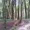 Bosque Vermelho - Horto Florestal