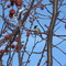 Chickadee