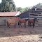 Fazenda Indaiazinho