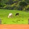 Paisagem campestre entre Contenda e Araucária, PR, Brasil.