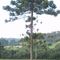 Araucaria angustifolia na colônia Cristina