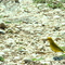 Canário terra,Balsa Nova,Pr