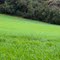 >>>Araucária - PR Guajuvira