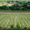 Lavoura de arroz (Arcos-mg Brasil)