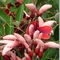 Corticeira, Eritrina-crista-de-galo, bico de papagaio, sapatinho de judeu, Suinã ou Flor-de-coral, (Erythrina crista-galli L.;) é uma árvore da família das legumisosas (Fabaceae),