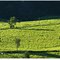 Paisagem na região do "Rastro de São Pedro" | Arcos/MG