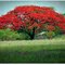 Flamboyant majestoso próximo a Iguatama/MG | _Delonix regia_