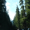 Washington - Parque Nac. Mt. Rainier