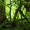Moss Covered Trees in Federation Forest