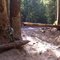 Landslide in Federation Forest State Park