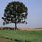 Pinheiro Solitario