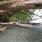 Nice beach habitat