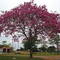 Ipê roxo em floração, Alto Paraiso PR - BR