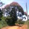Paineira