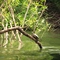 Série Bichos do Tocantins- Tracajá
