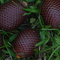 Fruto do Buriti