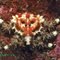 Happy Valentines - Heart Crab