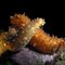 California Sea Cucumber Love at 30m