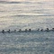 Murres (I think)