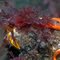 Giant Acorn Barnacle