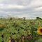 Plantação de Girasol em Cachoeira Dourada / MG