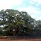 Jatobá (Hymenaea stigonocarpa) em Capinópolis- MG