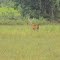 Vista de servo ao redor do posto São Luis (RPPN SESC pantanal)