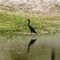 Garza azul.