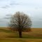 tree on edge of 6th fairway, Harrington, WA