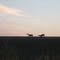 Deer at sunset