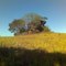Pedrona - Santa Isabel