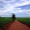 ÁREA DE PRESERVAÇÃO AMBIENTAL-SANTA ISABEL_GO...
