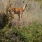 Doe at Park