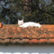 Animais