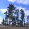 Tall Trees in Weston Subdivision