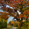Autumn's Glory - On the road from Stoughton to Kegonsa State Park