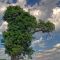 Stubborn Oak- Survivor of the Stoughton F3 Tornado of Aug 18, 2005