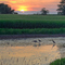 Sandhill Cranes feeding in pond at sunset