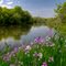 Yahara river and wild phlox in the spring