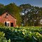 Old Tobacco barn and soybeans