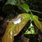 Borboleta do Pantanal MT