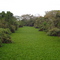 Beleza no Pantanal - Rio coberto por plantas