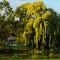 Evening Reflections at Gatewood Park