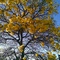Ipe Amarelo