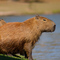 Capivara
