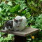 os gatos da mamãe