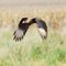 Carcará (Caracara plancus)