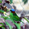 Tangará cyanocephala